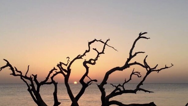 Un atardecer con siluetas de árboles contra el cielo.