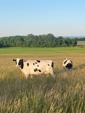 Golf - Wine, Views, Peace, and wide-open skies! (Waterloo)