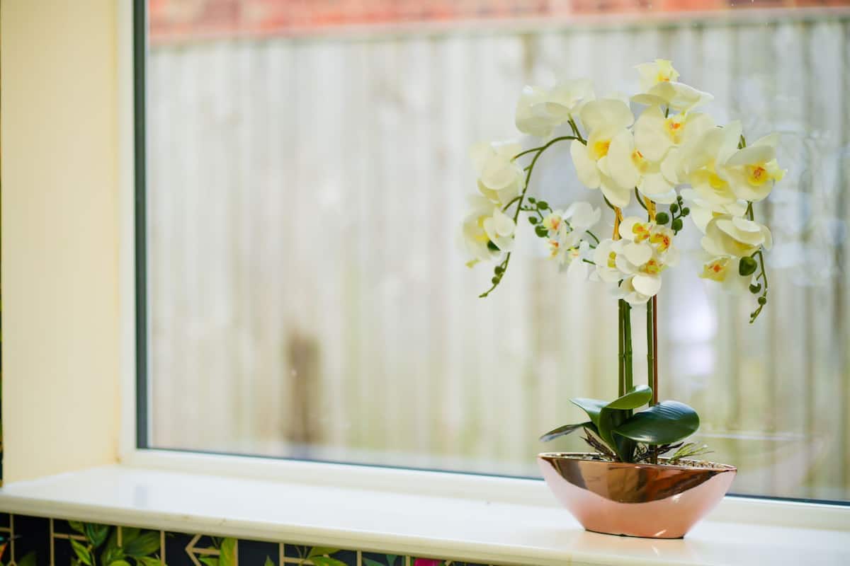 Uma orquídea em vaso sobre um parapeito de janela.