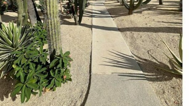 Een pad omzoomd met cactussen en palmbomen, dat leidt naar een gebouw met een gele gevel.