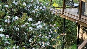 En träaltan med ett metallräcke som vetter ut mot en trädgård med vita blommor.