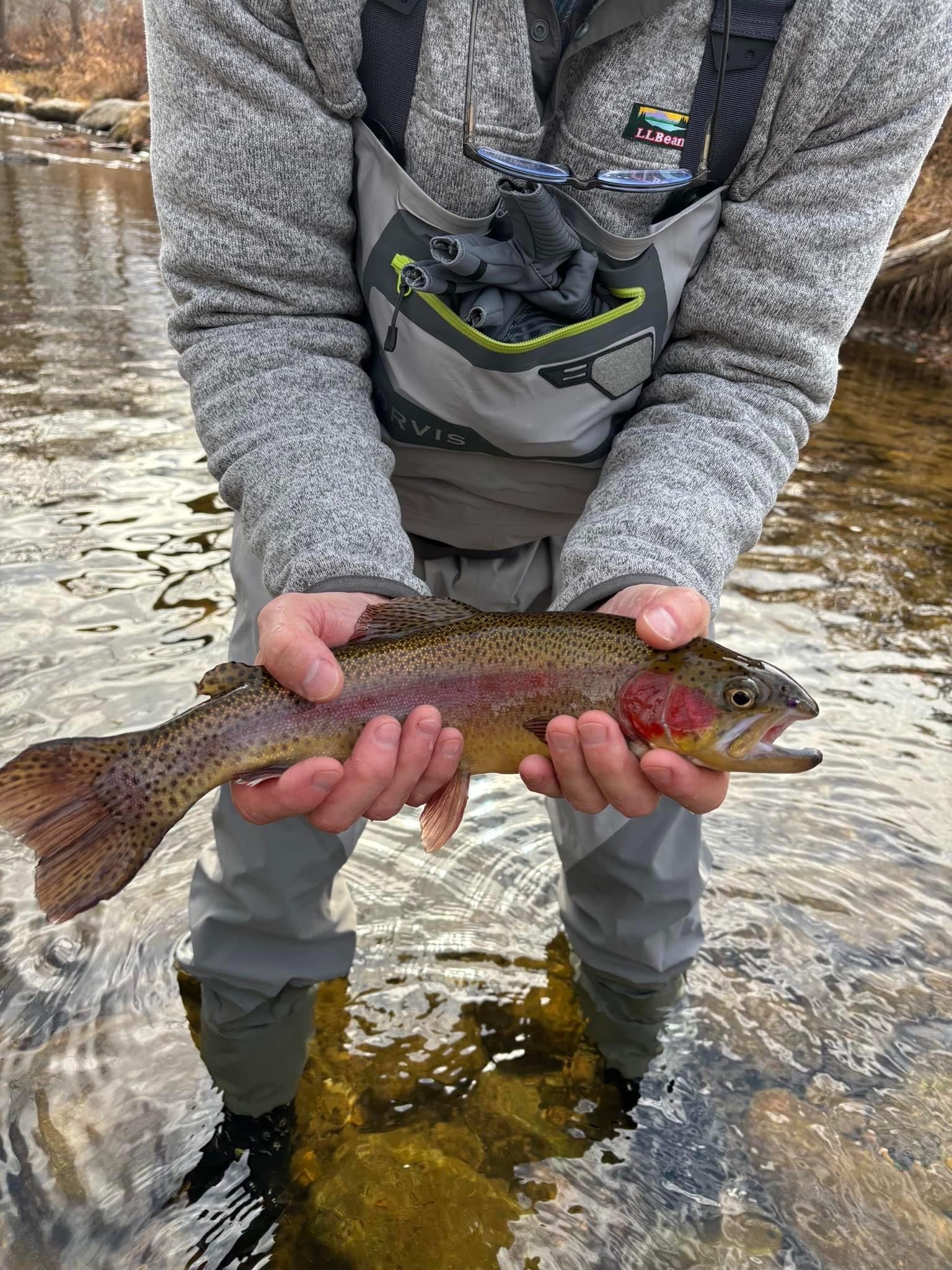 Une personne tenant un poisson dans une rivière.