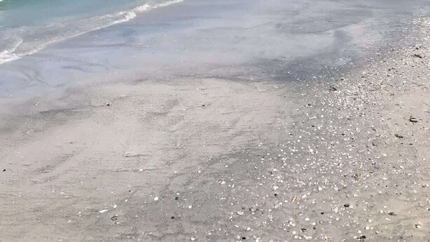 A beach with clear water, a sandy shore, and a person walking. - Coral Reef~90° Heated Pool~Remodeled~2 min 2 beach (Indian Rocks Beach)