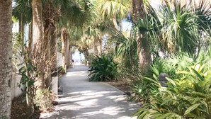 A pathway flanked by tall palm trees and dense foliage. - Coral Reef~90° Heated Pool~Remodeled~2 min 2 beach (Indian Rocks Beach)