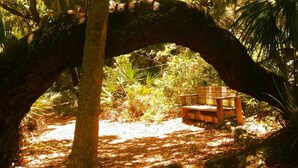 A bench under a large tree arching over a forested area.