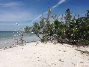 Playa en los alrededores, camastros y toallas de playa 