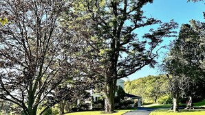 A pathway leading to a house surrounded by trees and grass.