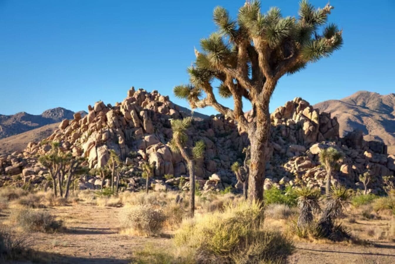 Paisaje desértico con un característico árbol de Josué y formaciones rocosas.