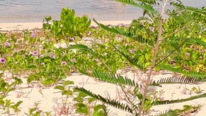 A beach scene with a person and a cow in the water, surrounded by greenery and palm trees. - Joss plein  air (Le Gosier)