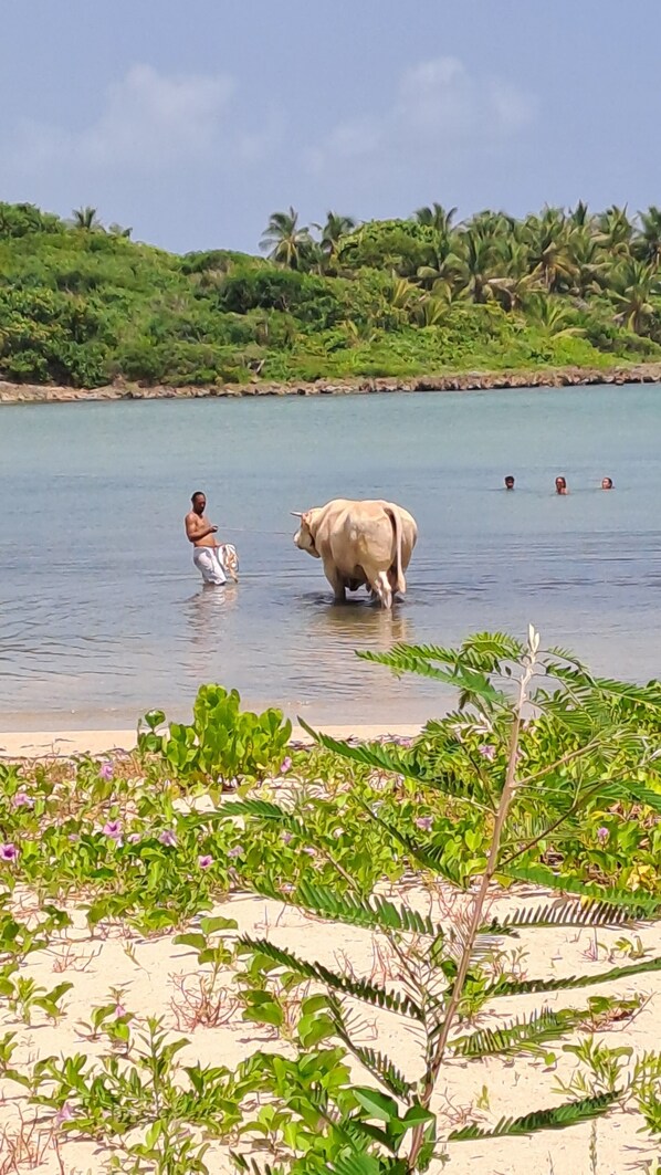A beach scene with a person and a cow in the water, surrounded by greenery and palm trees.