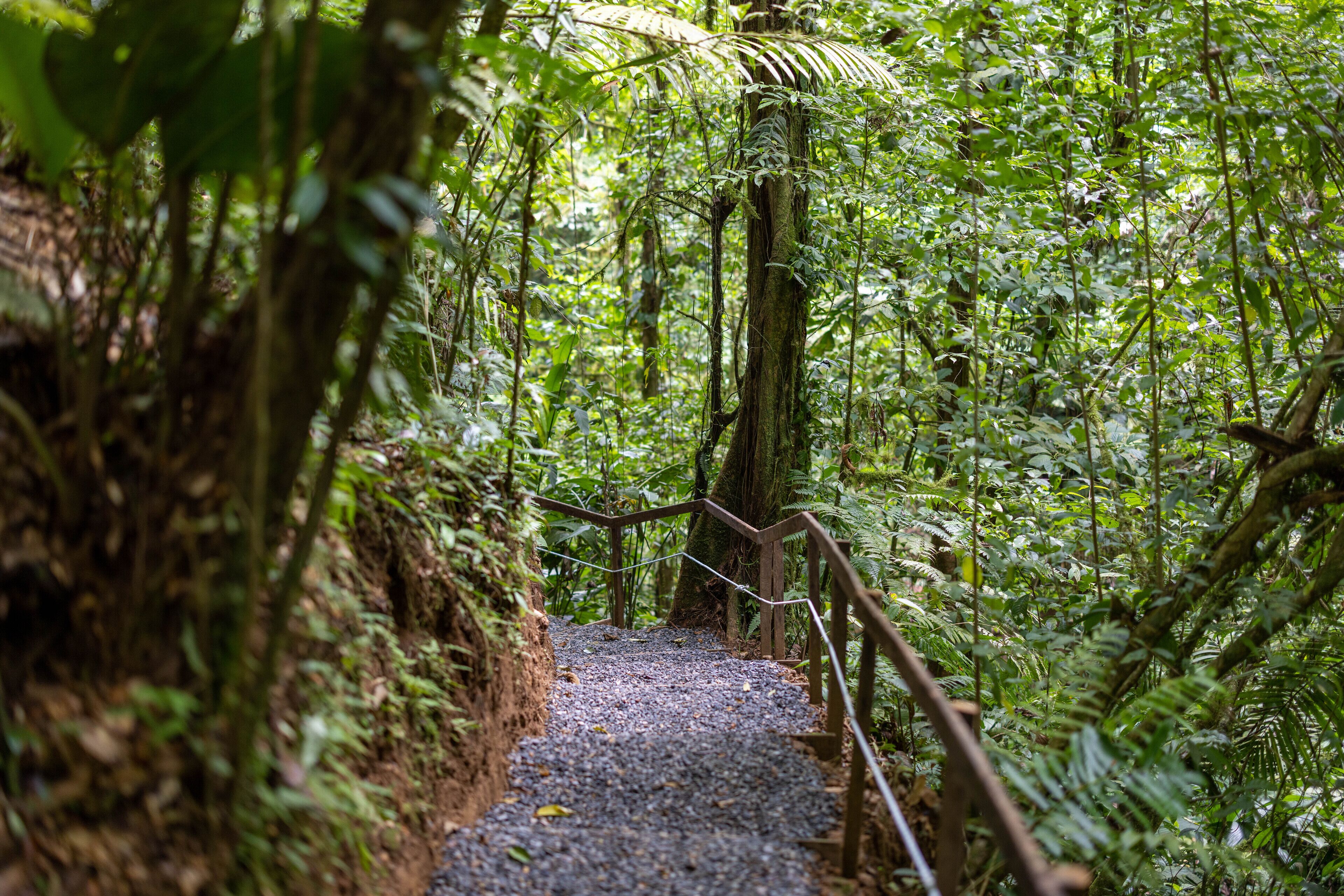 Un sendero arbolado con baranda de madera, rodeado de abundante follaje verde.