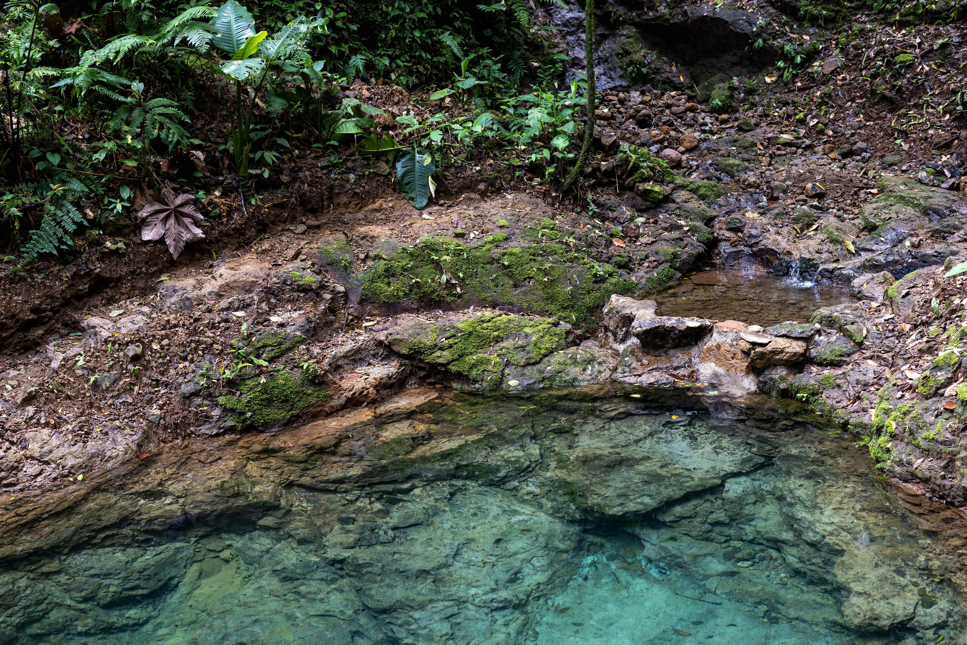 A natural rocky stream with clear water, surrounded by dense foliage and moss-covered rocks.