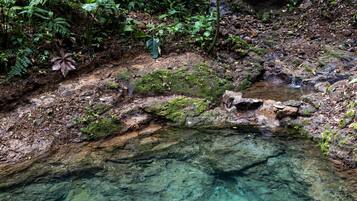 A natural rocky stream with clear water, surrounded by dense foliage and moss-covered rocks.