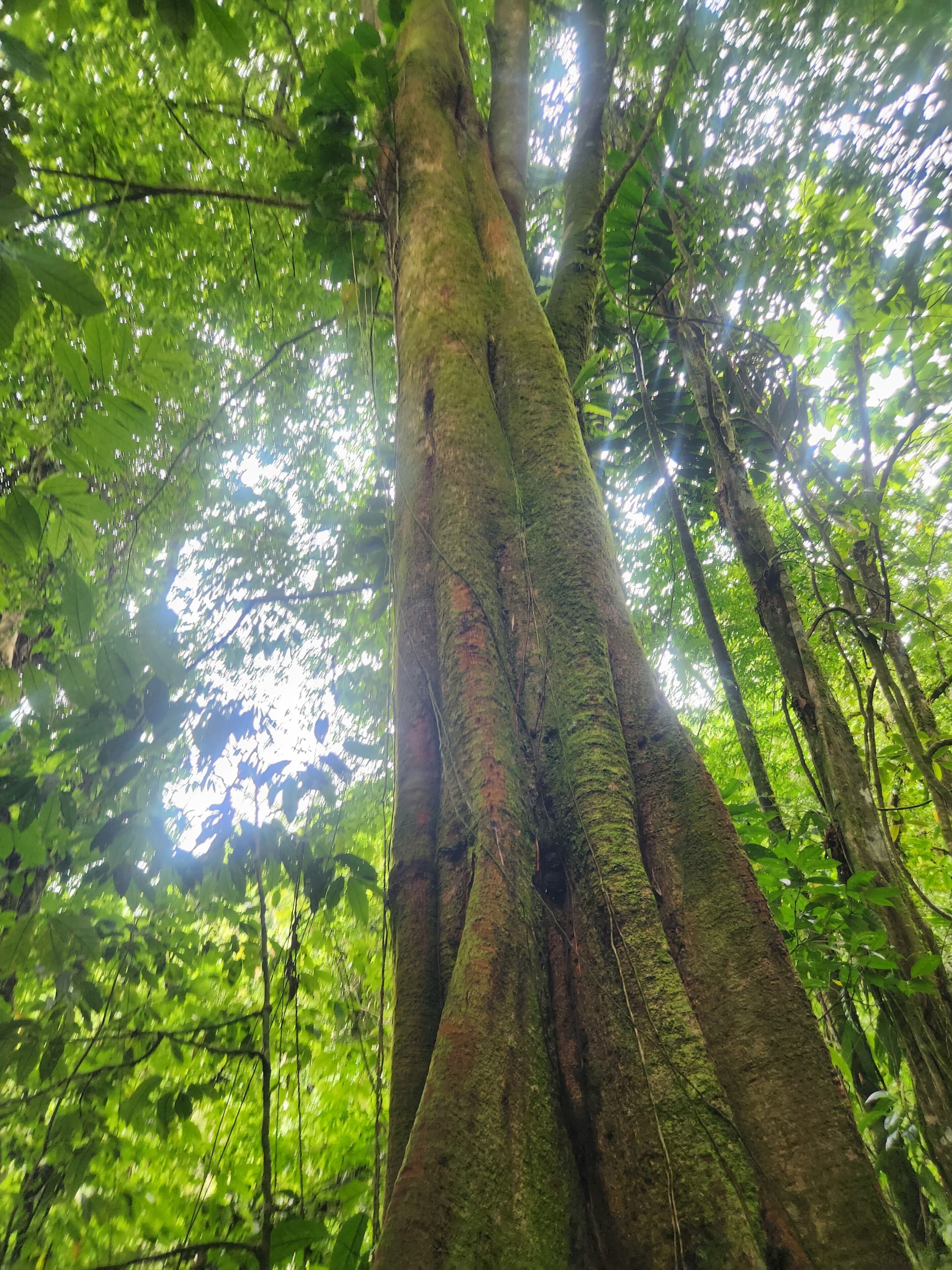 Un árbol grande con un tronco robusto y follaje denso.