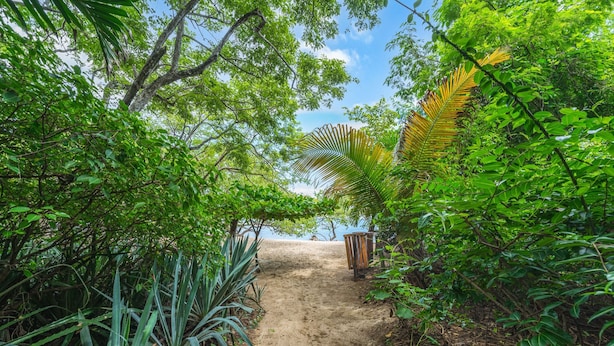 Un sentier menant à une plage, bordé d’une végétation tropicale luxuriante.