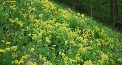 Entspannendes WassermĂŒhlen-Versteck