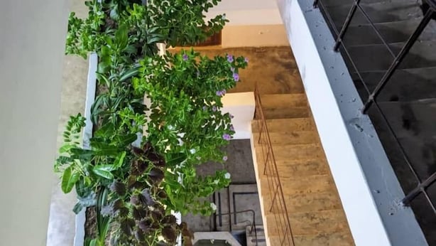 A multi-level indoor space with a central staircase, surrounded by potted plants and a small water feature. - Flamingo Guest House (Zanzibar Town)