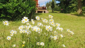 A grassy area with white flowers and a building with a red roof in the background. - Vacation home Beerberg, cozy vacation home at the biosphere reserve Thuringian Forest (Suhl)