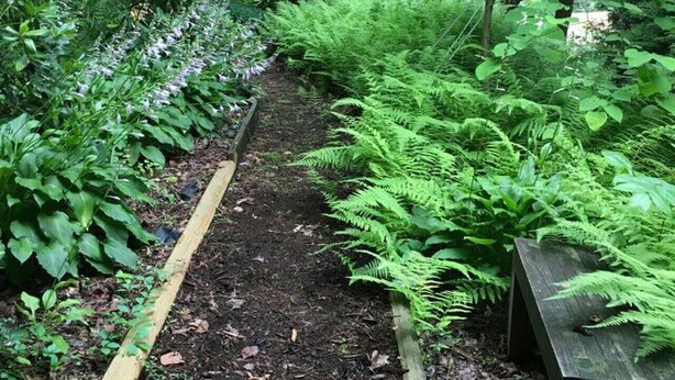 Un sentier de jardin bordé d’une végétation luxuriante et de fougères.