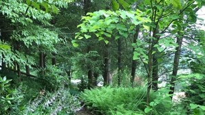 A garden path with ferns and plants on either side, surrounded by trees.