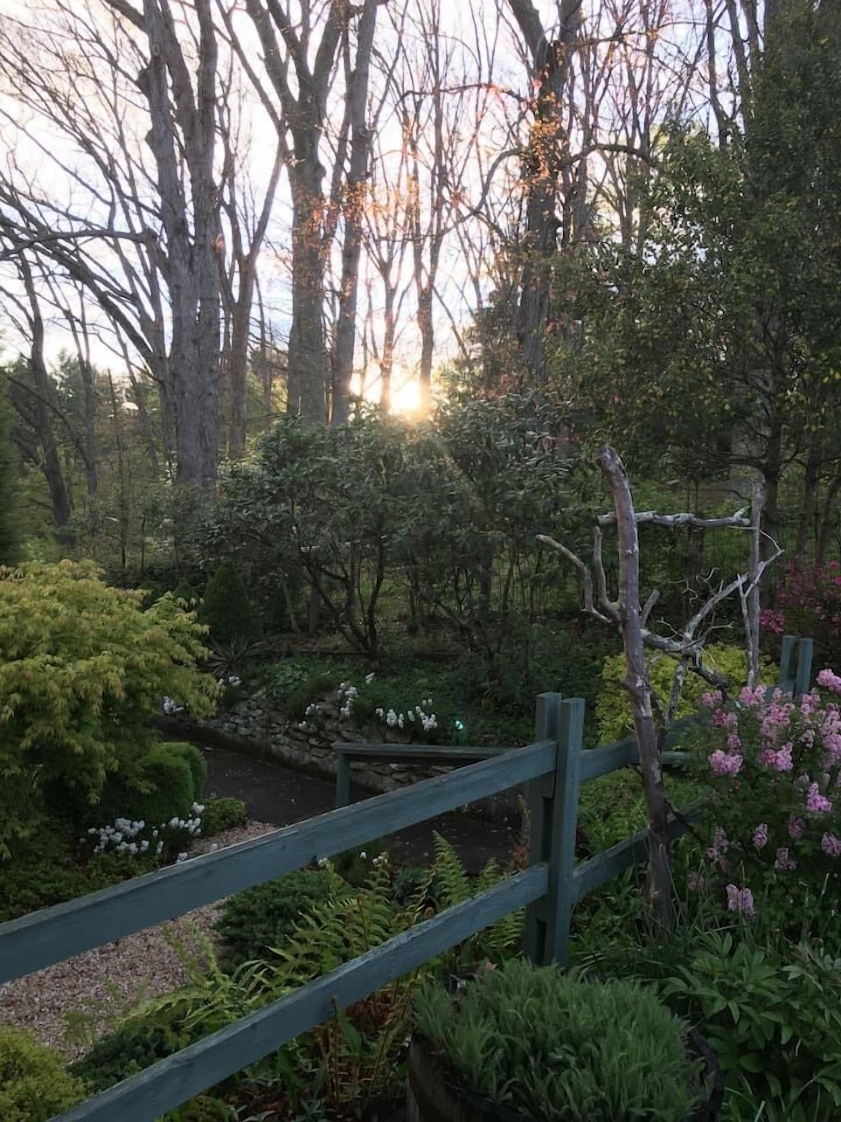 A garden with a wooden fence, various plants, and a pond.