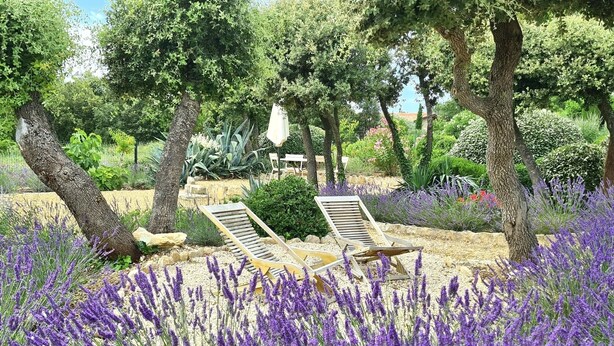 A garden with two wooden lounge chairs, surrounded by lavender plants and various trees. - Villa Rêves de Sorgues (Saumane-de-Vaucluse)