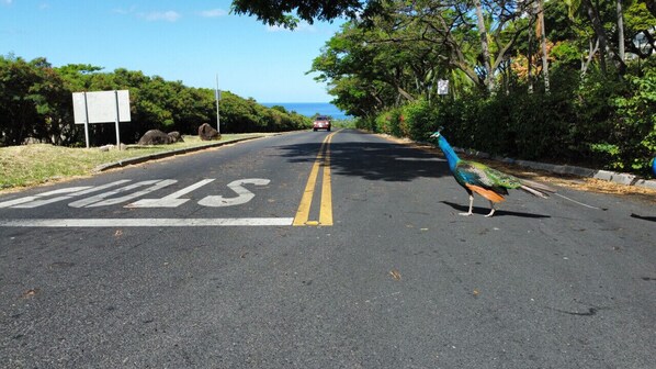 A road with a STOP sign and a pedestrian crossing.
