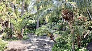 A stone pathway surrounded by lush tropical vegetation, including palm trees and various green plants.