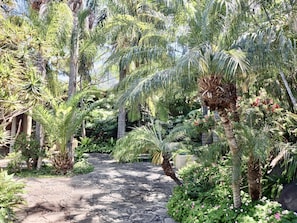 Property grounds - 10,000 m2 Tropical Garden lovers, direct views to the sea  (Los Realejos)