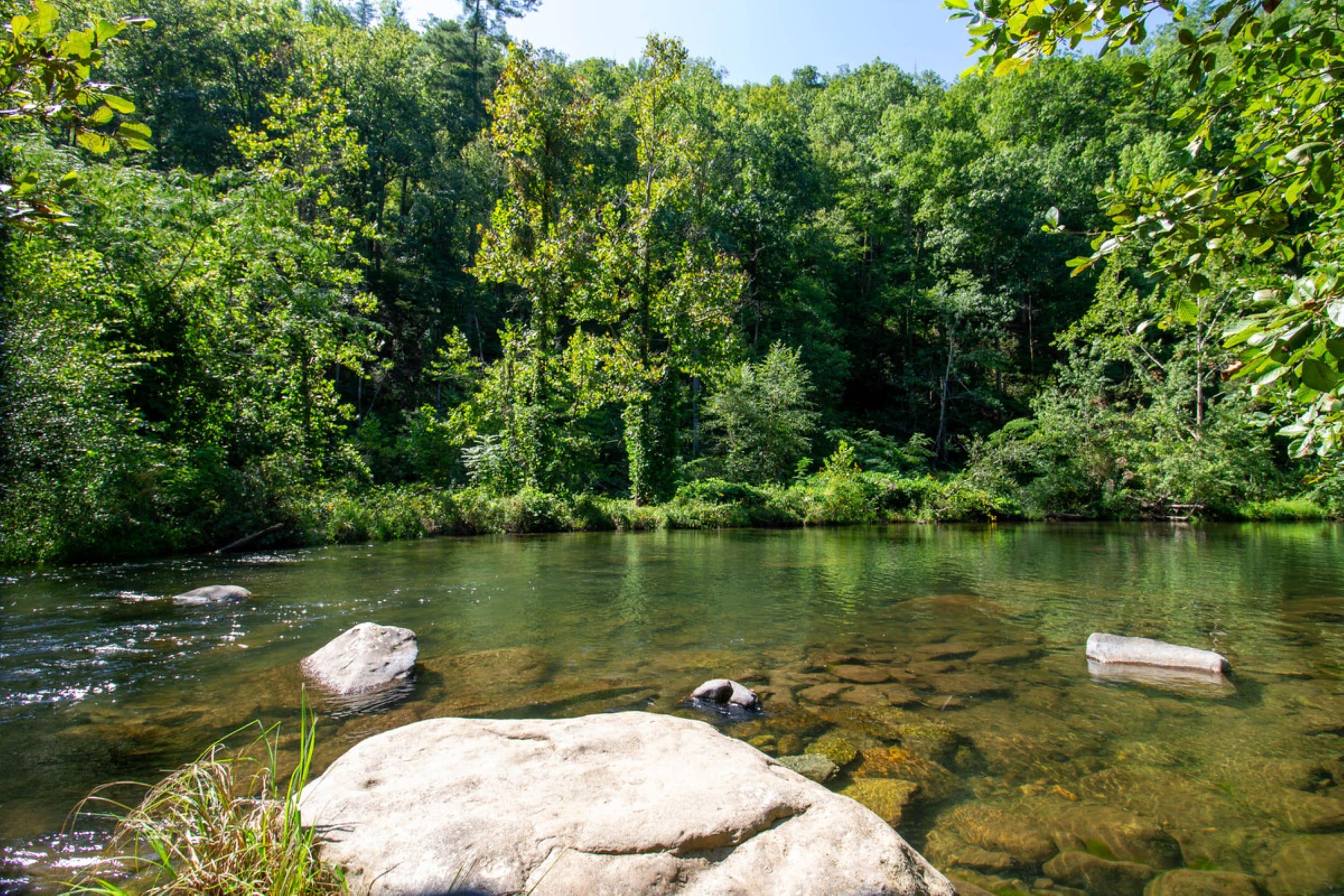 A clear river surrounded by dense green forest.