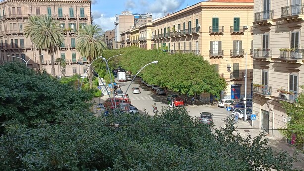 Vista de la calle con edificios, palmeras y automóviles estacionados.