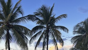 A coastal promenade with palm trees, string lights, and a view of the sea.