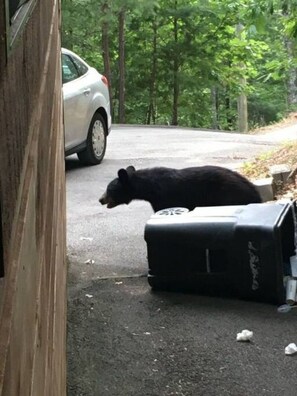 Property grounds - Little Cabin All To Yourself (Sevierville)