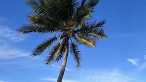 Una palmera en una playa arenosa con el océano al fondo.