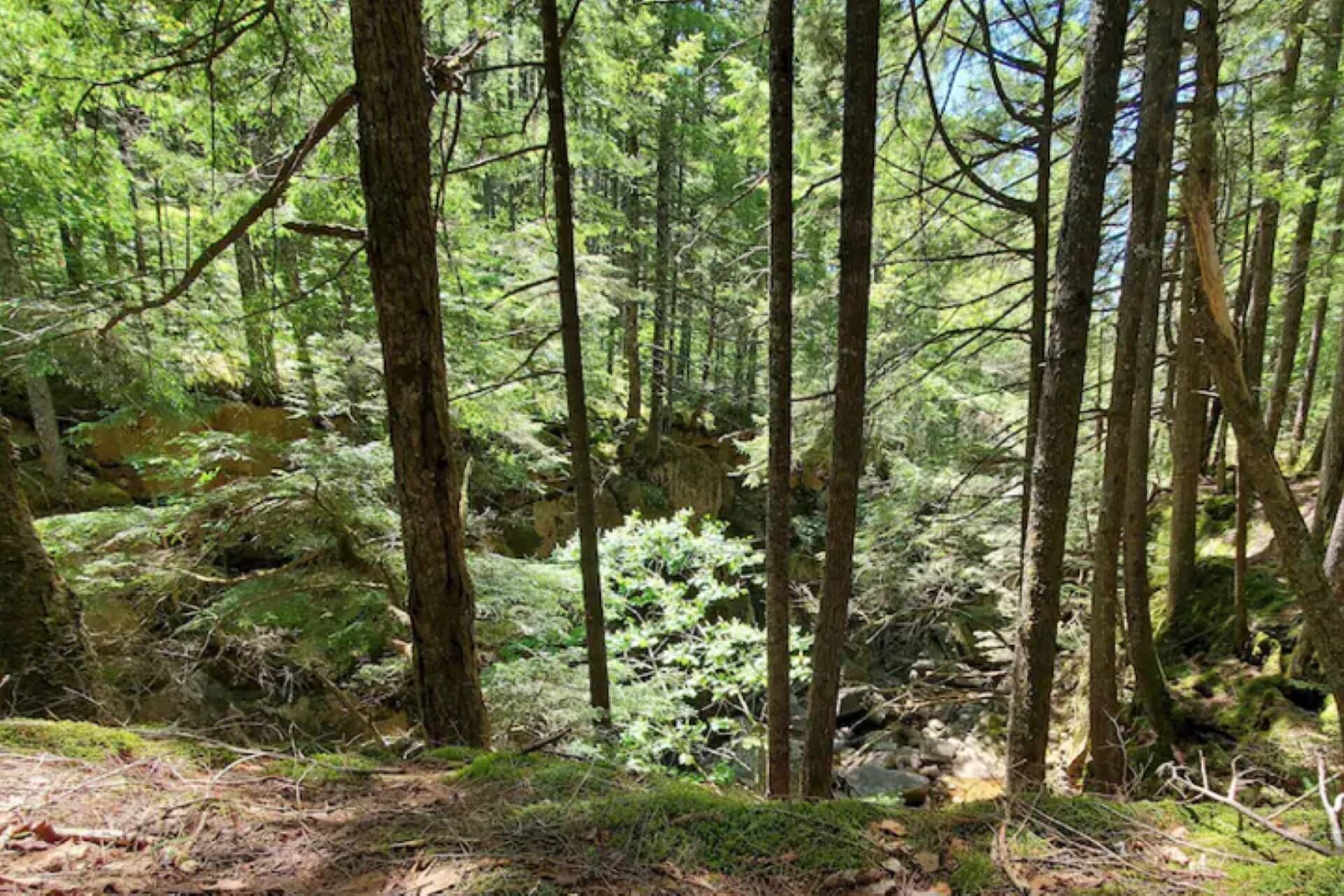 A dense forest with tall trees and a rocky stream.
