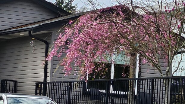 A car parked in front of a house with a black fence and a tree with pink blossoms. - A Walk to the Harborfront  (Nanaimo)