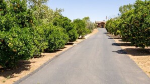 A road flanked by rows of orange trees leading to a building with a red roof.