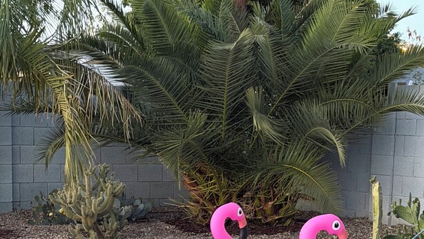 Una piscina con dos flotadores con forma de flamenco rosa.