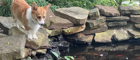 Un perro parado sobre rocas junto a un estanque con peces koi.