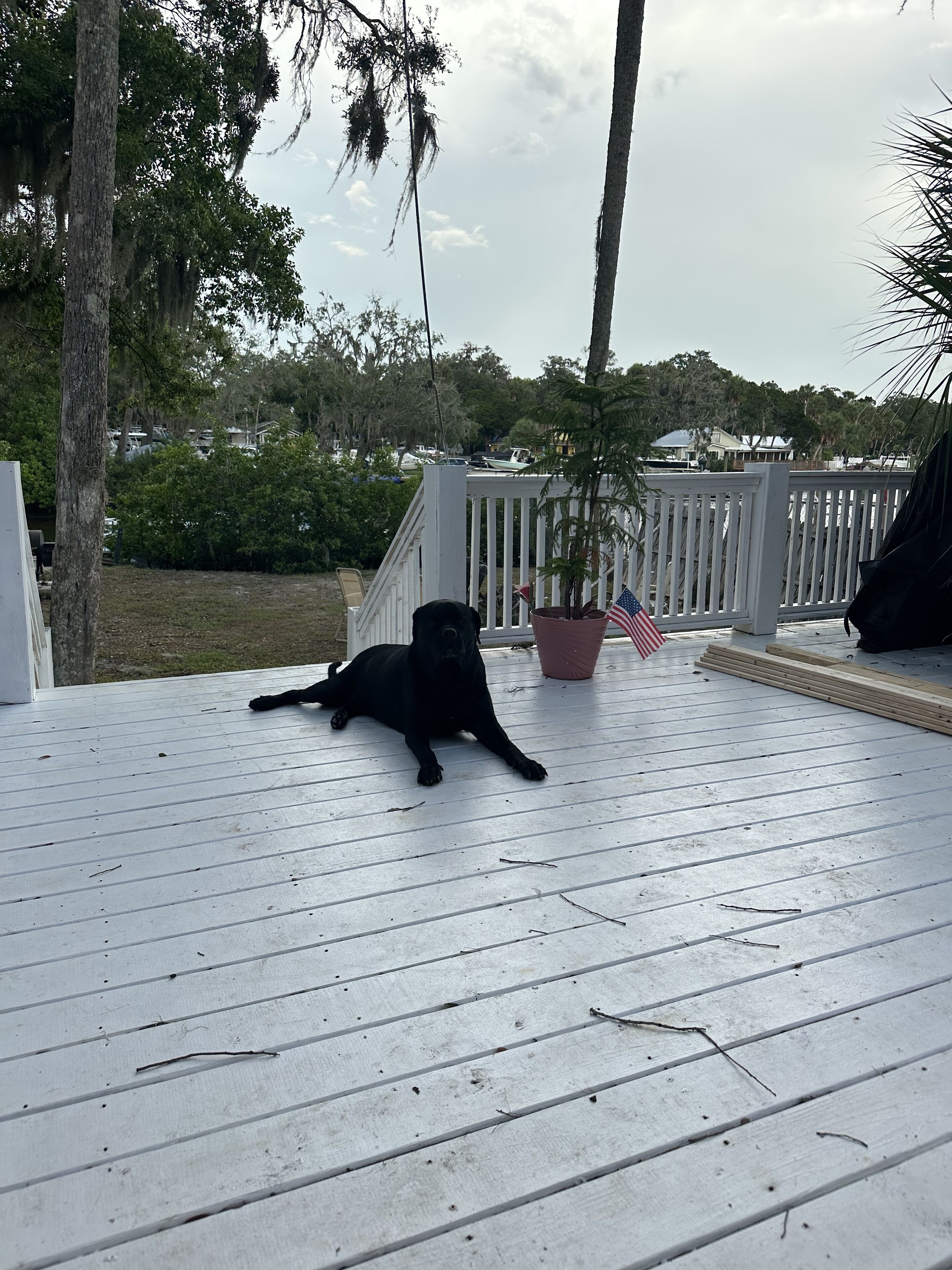 En svart hund ligger på ett trädäck med ett vitt räcke, en krukväxt och en amerikansk flagga.