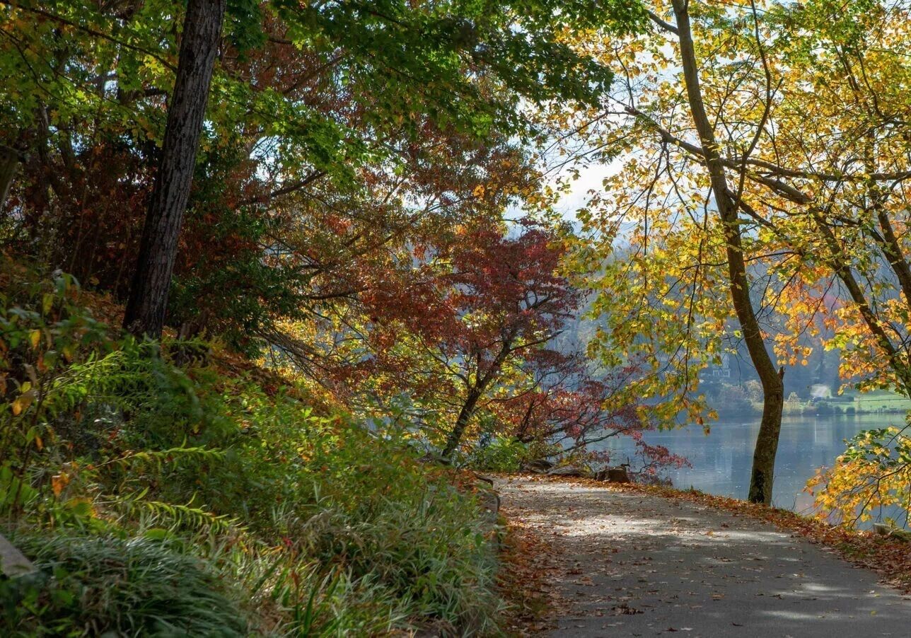 Ein Weg, der zu einem Gewässer führt, umgeben von Bäumen im Herbstlaub.