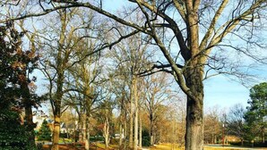 A winding pathway in a park with trees and a clear sky. - Charming creekside retreat in historic Burlington (Burlington)