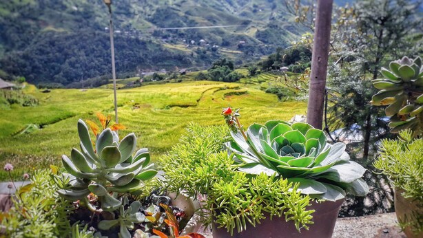 A potted succulent garden with a view of terraced fields in the background. - Peace Home (Ta Van)