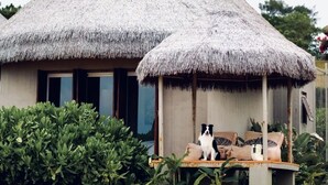 Ein Haus mit einem Reetdach, einer Veranda und einem Hund darauf.