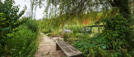 A wooden bench in a garden path surrounded by dense foliage.