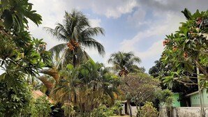 A garden with palm trees, a pathway, and a green building. - New Taman Sari Homestay (Pemenang)