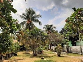 Un jardín con palmeras, un camino y un edificio verde.