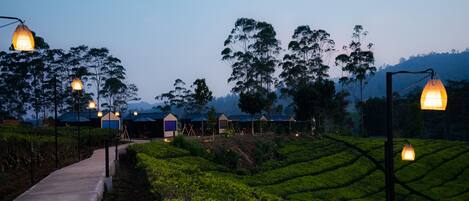A pathway leading through a tea plantation with several small buildings and street lamps.