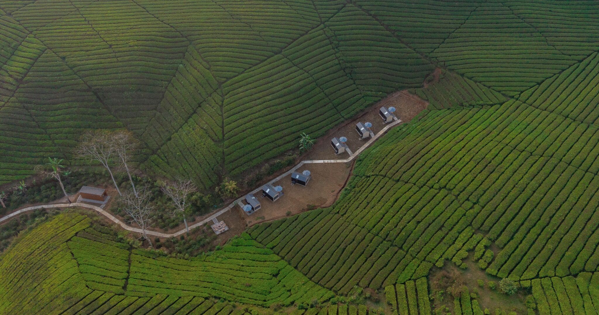 An aerial view of terraced tea plantations with a few buildings and a winding road.
