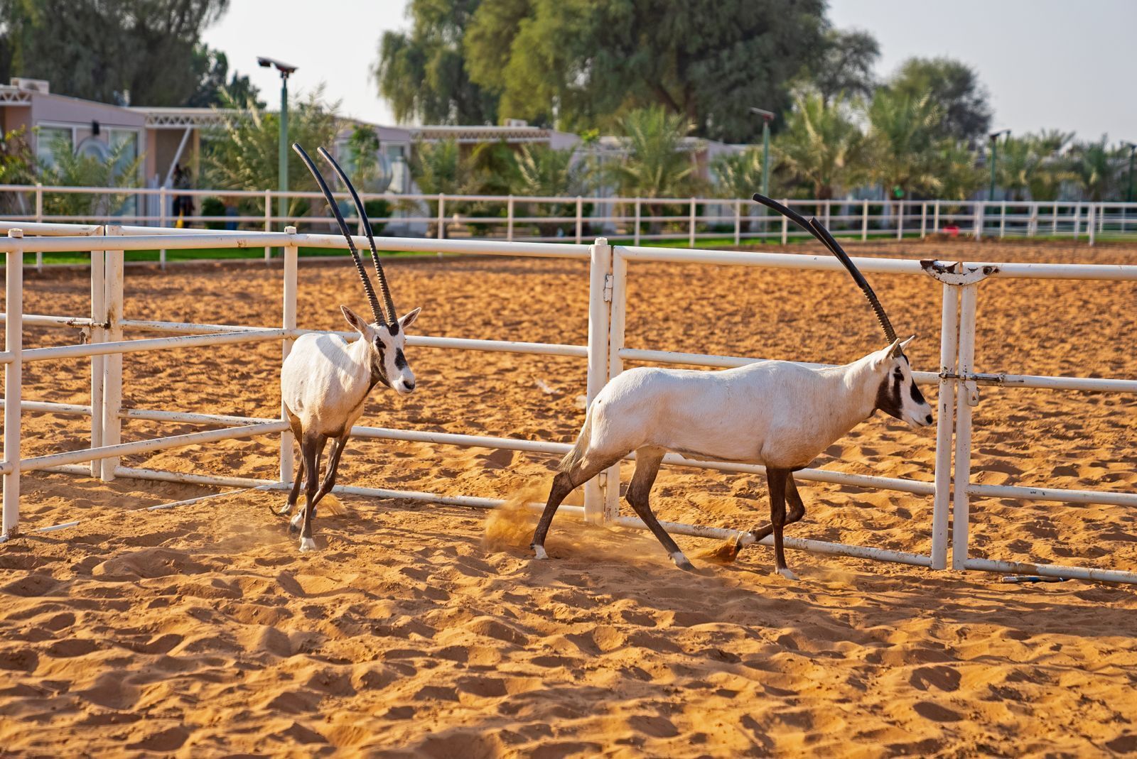 Two white antelopes in a fenced enclosure with sandy ground and a white metal fence.